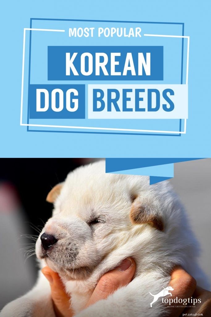 The 4 Most Popular Korean Dog Breeds: History, Traits & Care