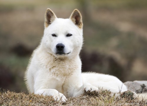 The 4 Most Popular Korean Dog Breeds: History, Traits & Care
