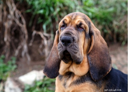 Top 4 K9 Dog Breeds: Power, Loyalty, and Service Excellence