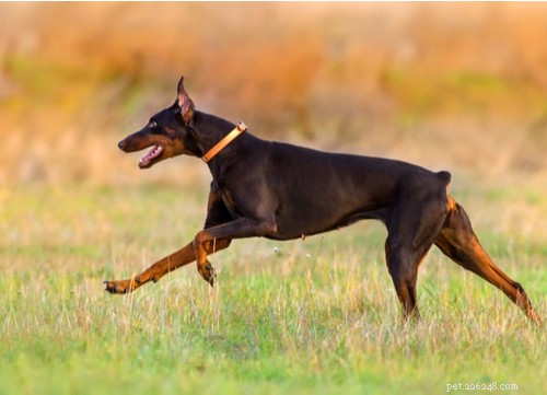 Top 4 K9 Dog Breeds: Power, Loyalty, and Service Excellence