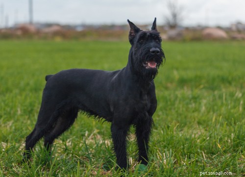 Top 4 K9 Dog Breeds: Power, Loyalty, and Service Excellence