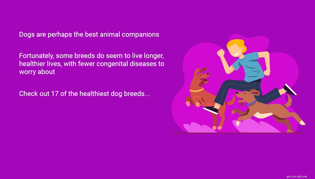 17 Healthiest Dog Breeds of 2021 – Longevity, Low Disease & High Energy