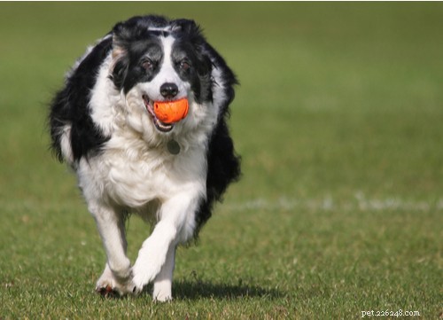 17 Healthiest Dog Breeds of 2021 – Longevity, Low Disease & High Energy