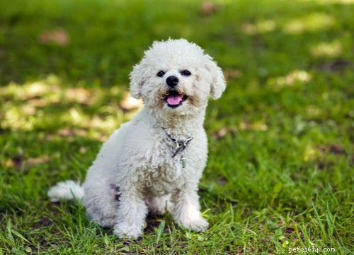 17 Healthiest Dog Breeds of 2021 – Longevity, Low Disease & High Energy