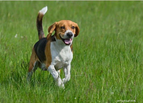 17 Healthiest Dog Breeds of 2021 – Longevity, Low Disease & High Energy