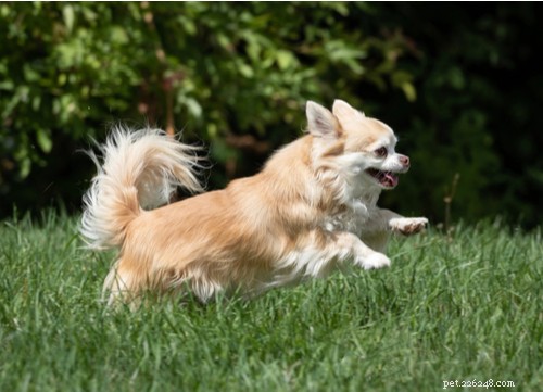 17 Healthiest Dog Breeds of 2021 – Longevity, Low Disease & High Energy