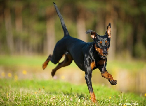 17 Healthiest Dog Breeds of 2021 – Longevity, Low Disease & High Energy