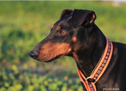17 Healthiest Dog Breeds of 2021 – Longevity, Low Disease & High Energy