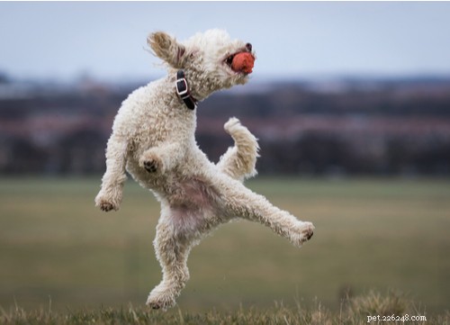 17 Healthiest Dog Breeds of 2021 – Longevity, Low Disease & High Energy