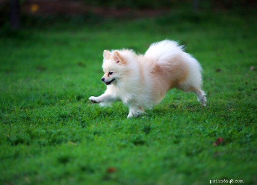 17 Healthiest Dog Breeds of 2021 – Longevity, Low Disease & High Energy