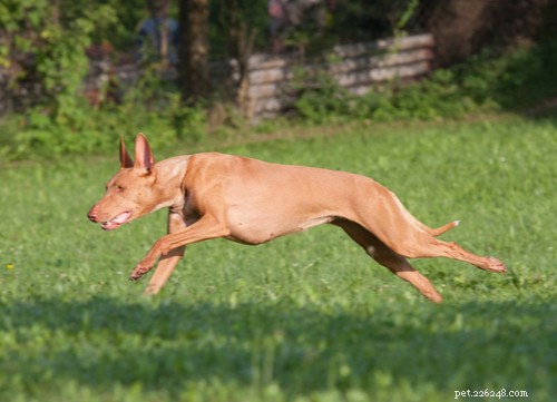 17 Healthiest Dog Breeds of 2021 – Longevity, Low Disease & High Energy