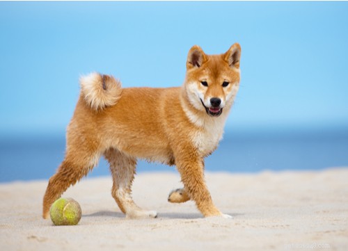 17 Healthiest Dog Breeds of 2021 – Longevity, Low Disease & High Energy