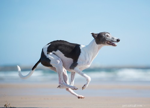 17 Healthiest Dog Breeds of 2021 – Longevity, Low Disease & High Energy