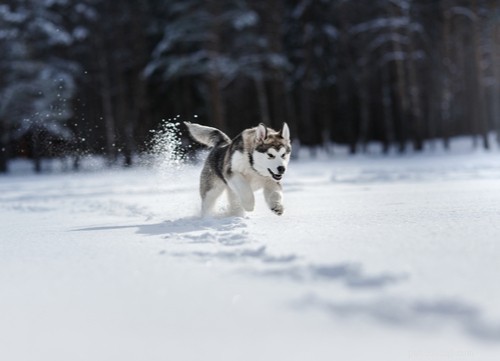 17 Healthiest Dog Breeds of 2021 – Longevity, Low Disease & High Energy