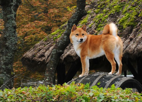 Discover the 11 Most Popular Exotic Dog Breeds