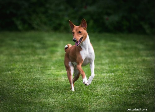 Discover the 11 Most Popular Exotic Dog Breeds
