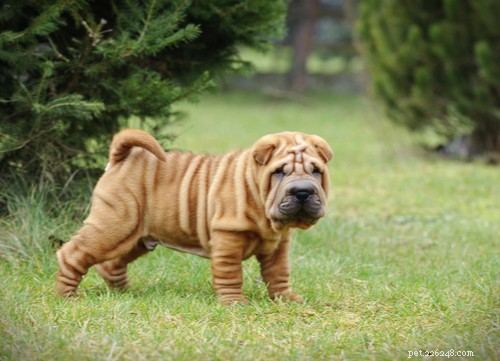 Discover the 11 Most Popular Exotic Dog Breeds