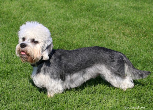 Discover the 11 Most Popular Exotic Dog Breeds