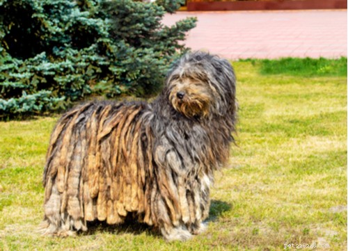 Discover the 11 Most Popular Exotic Dog Breeds