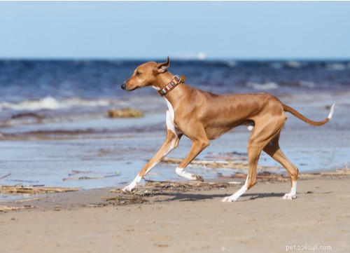 Discover the 11 Most Popular Exotic Dog Breeds