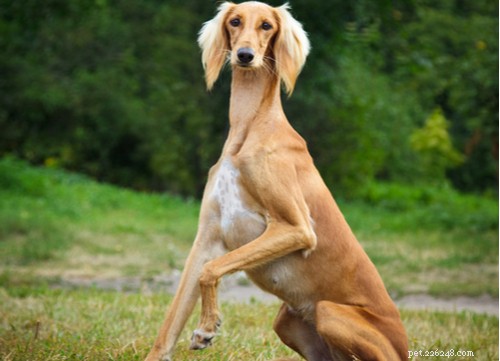 Discover the 11 Most Popular Exotic Dog Breeds