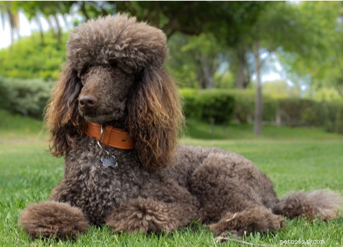 Top 11 German Dog Breeds Trending in the U.S. – A Comprehensive Guide
