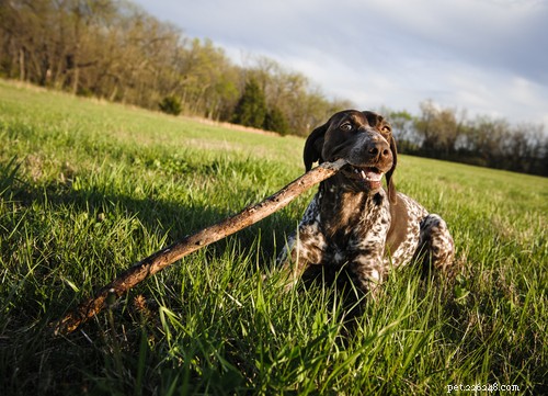 Top 11 German Dog Breeds Trending in the U.S. – A Comprehensive Guide