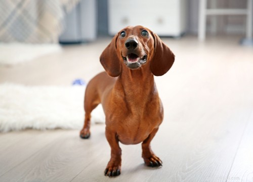 Top 11 German Dog Breeds Trending in the U.S. – A Comprehensive Guide