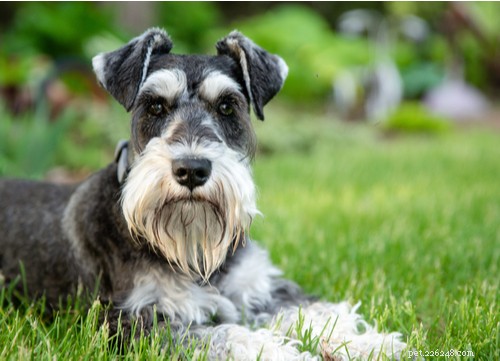 Top 11 German Dog Breeds Trending in the U.S. – A Comprehensive Guide