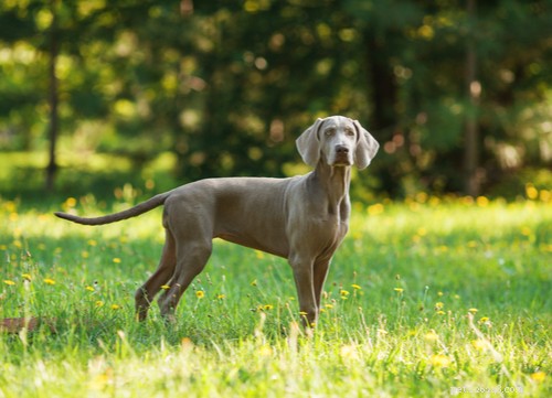 Top 11 German Dog Breeds Trending in the U.S. – A Comprehensive Guide