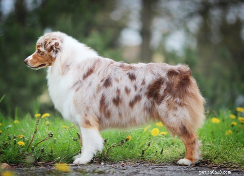 Discover 11 Stunning Blue‑Eyed Dog Breeds