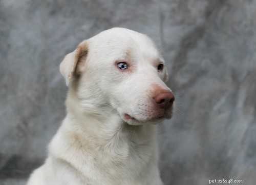 Discover 11 Stunning Blue‑Eyed Dog Breeds