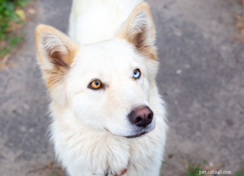 Discover 11 Stunning Blue‑Eyed Dog Breeds