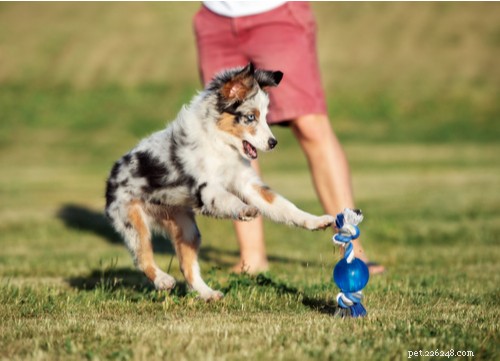 Discover 11 Stunning Blue‑Eyed Dog Breeds