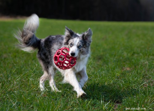 Discover 11 Stunning Blue‑Eyed Dog Breeds