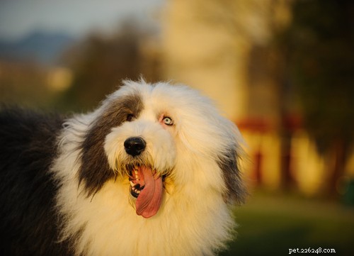 Discover 11 Stunning Blue‑Eyed Dog Breeds