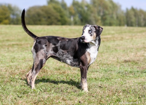 Discover 11 Stunning Blue‑Eyed Dog Breeds