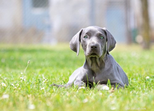 Discover 11 Stunning Blue‑Eyed Dog Breeds