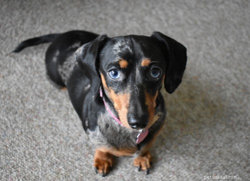 Discover 11 Stunning Blue‑Eyed Dog Breeds
