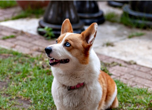 Discover 11 Stunning Blue‑Eyed Dog Breeds