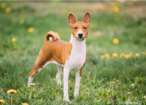Top Egyptian Dog Breeds Loved by Americans Today