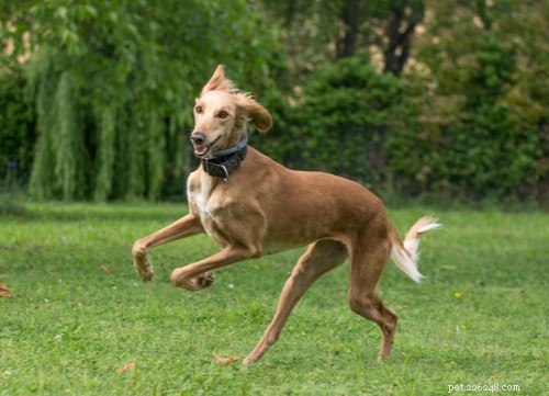 Top Egyptian Dog Breeds Loved by Americans Today