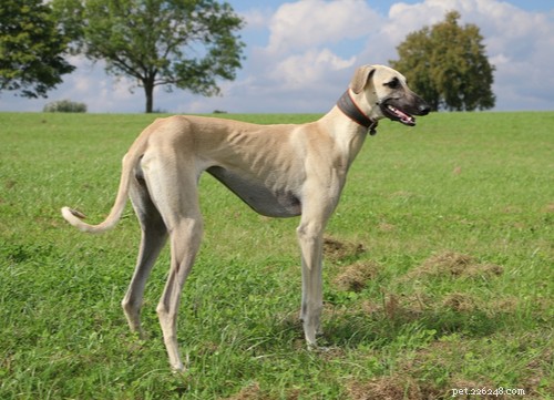 Top Egyptian Dog Breeds Loved by Americans Today