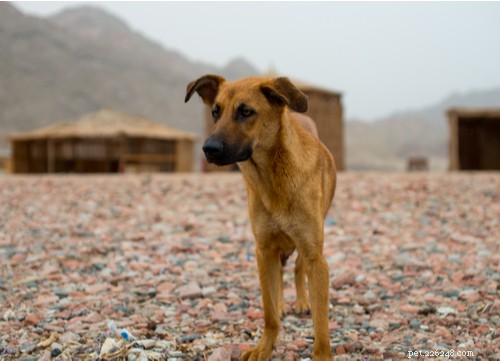 Top Egyptian Dog Breeds Loved by Americans Today