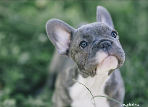 Top 11 French Dog Breeds Loved by Americans