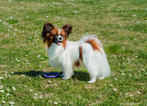 Top 11 French Dog Breeds Loved by Americans