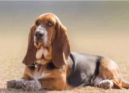 Top 11 French Dog Breeds Loved by Americans