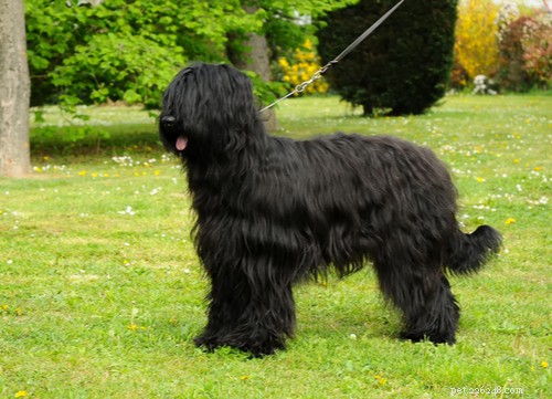 Top 11 French Dog Breeds Loved by Americans