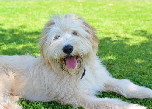Top 11 French Dog Breeds Loved by Americans