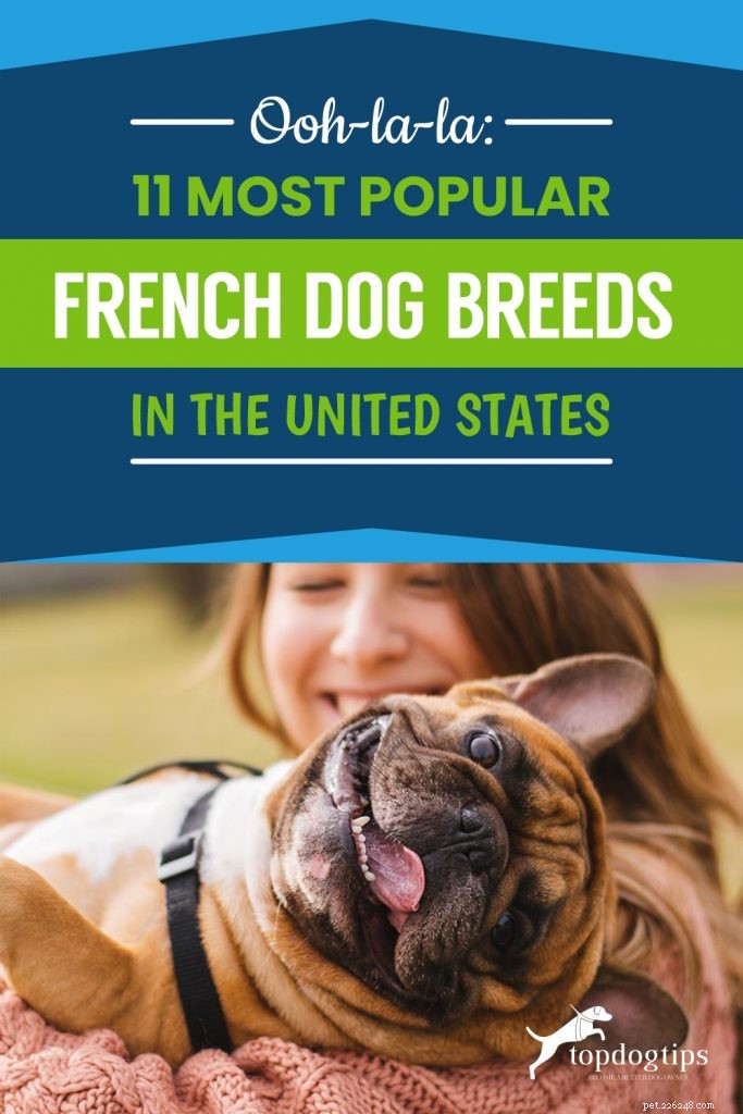 Top 11 French Dog Breeds Loved by Americans
